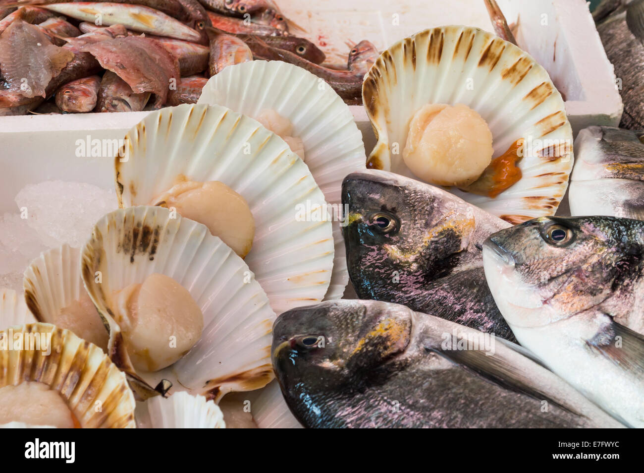Sea bream and sea scallops on sale at the local market Stock Photo Alamy