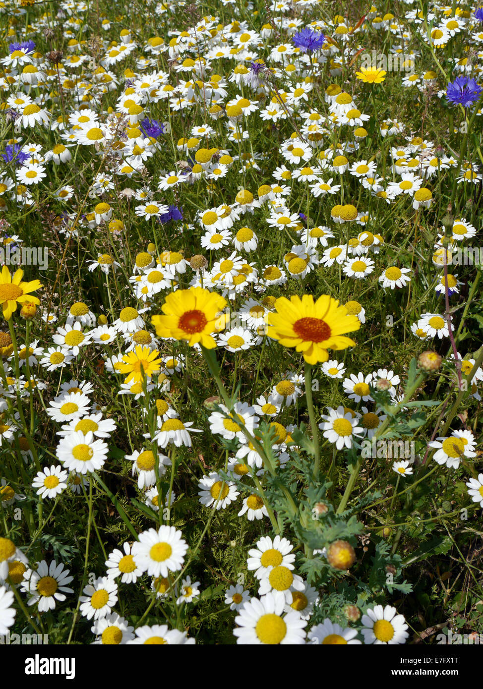 Upright view of wild summer flowers growing in meadow Stock Photo - Alamy