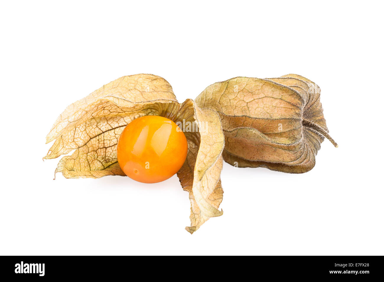 Physalis fruit (cape gooseberry) with husk Stock Photo