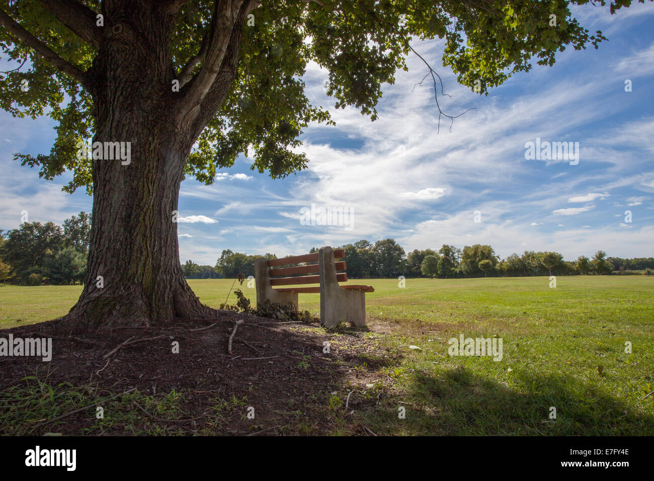 Park Bench Under Tree Park Stock Photos Park Bench Under Tree