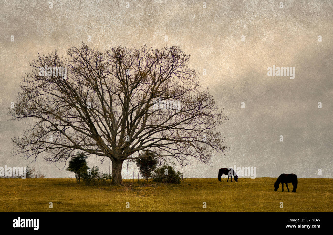 Textured Image of Two Horses Grazing on Hillside near Lone Tree with Storm Clouds Above in Hart County, Kentucky Stock Photo