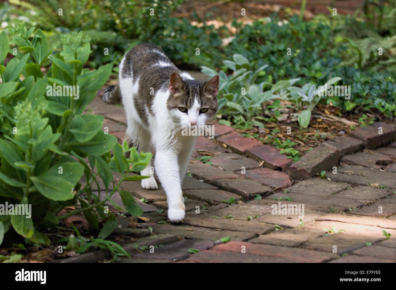 Domestic Shorthair Cat Walking along Garden Walkway Stock Photo
