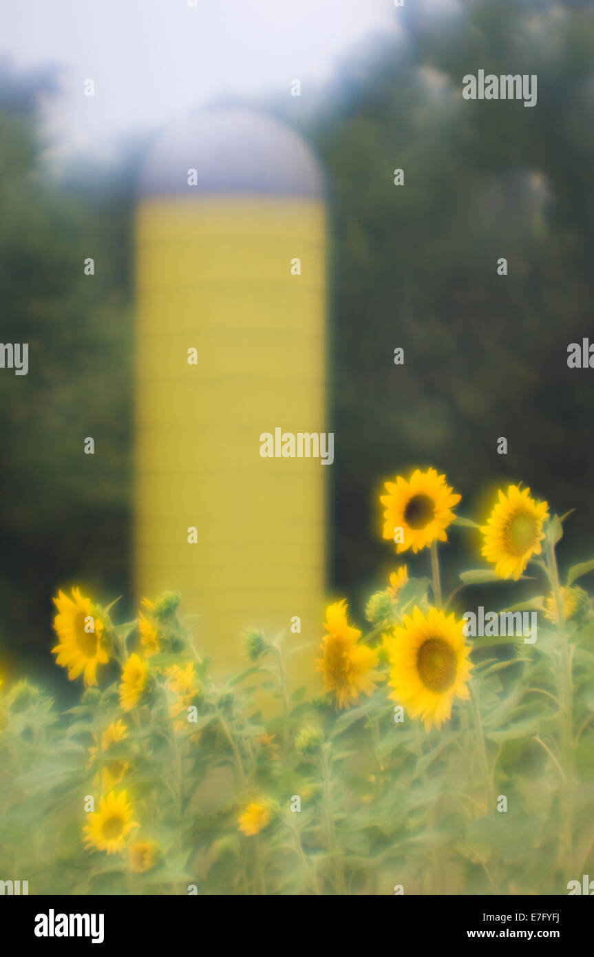 Soft Focus Sunflowers and Yellow Barn Silo at the Parklands in Louisville Kentucky Stock Photo