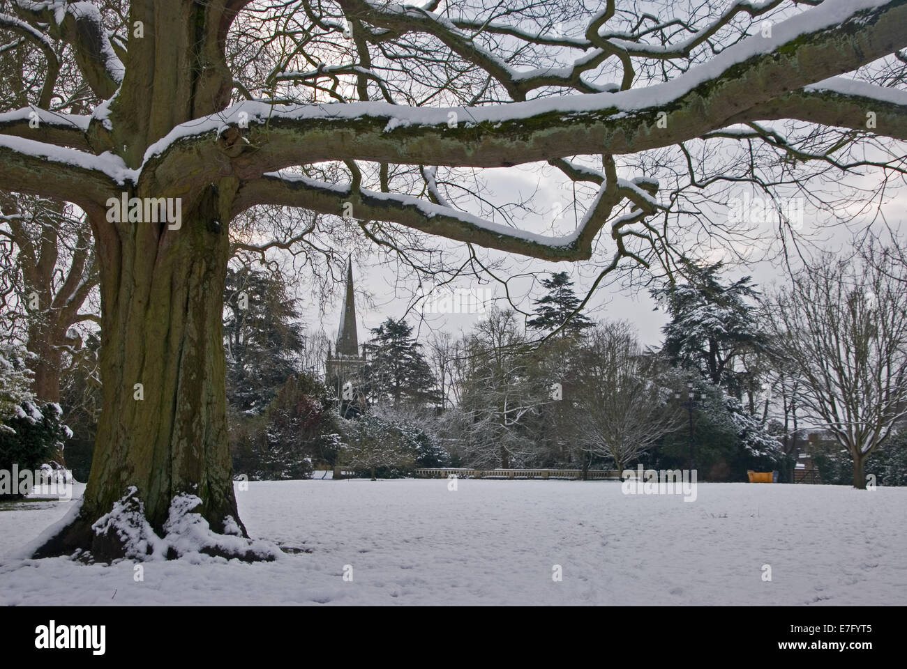 Winter snowfall in th park covers tree branches, with Holy Trinity church spire, Stratford upon Avon in the background. Stock Photo