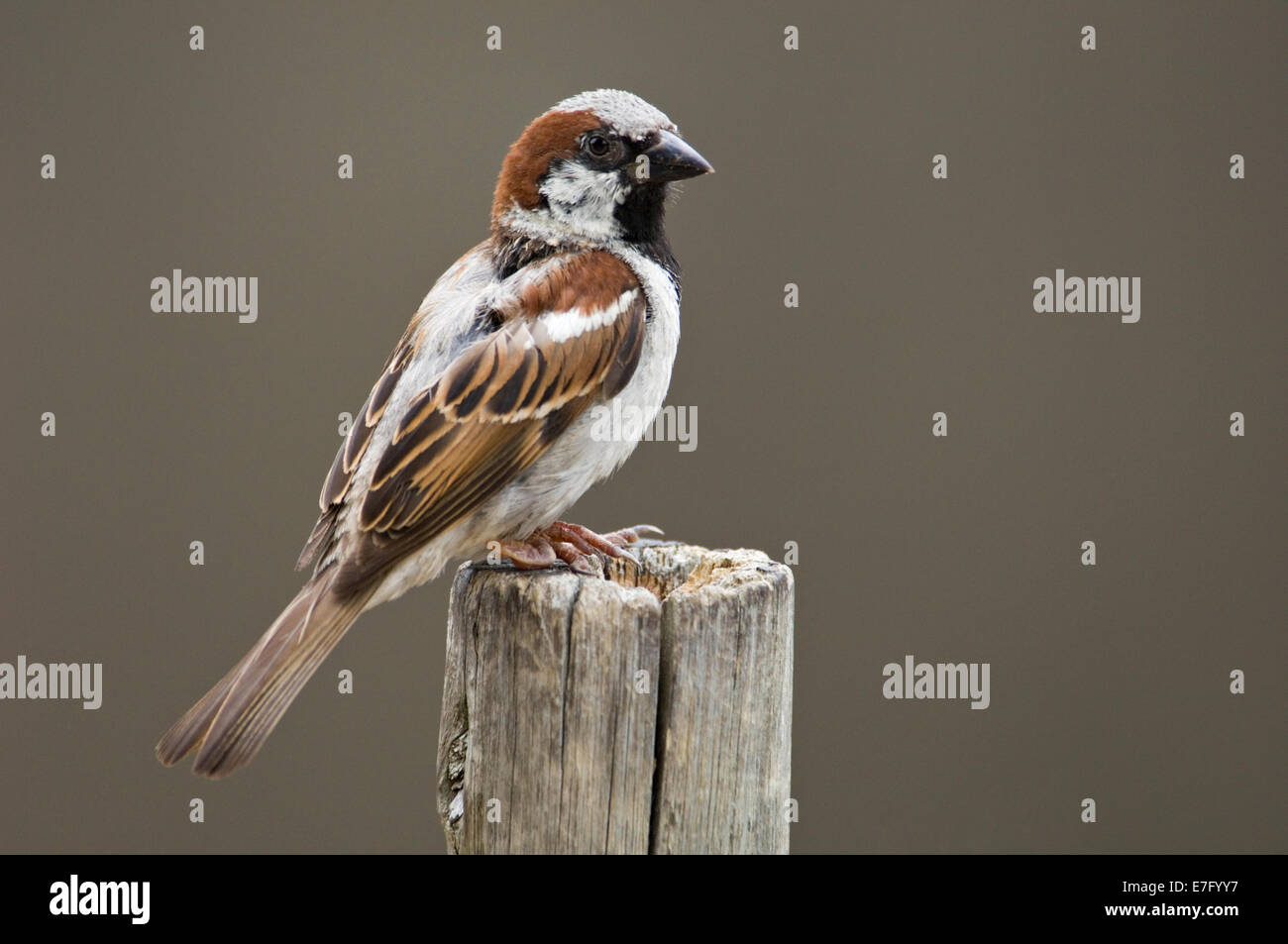 Male House Sparrow Perched on Post Stock Photo