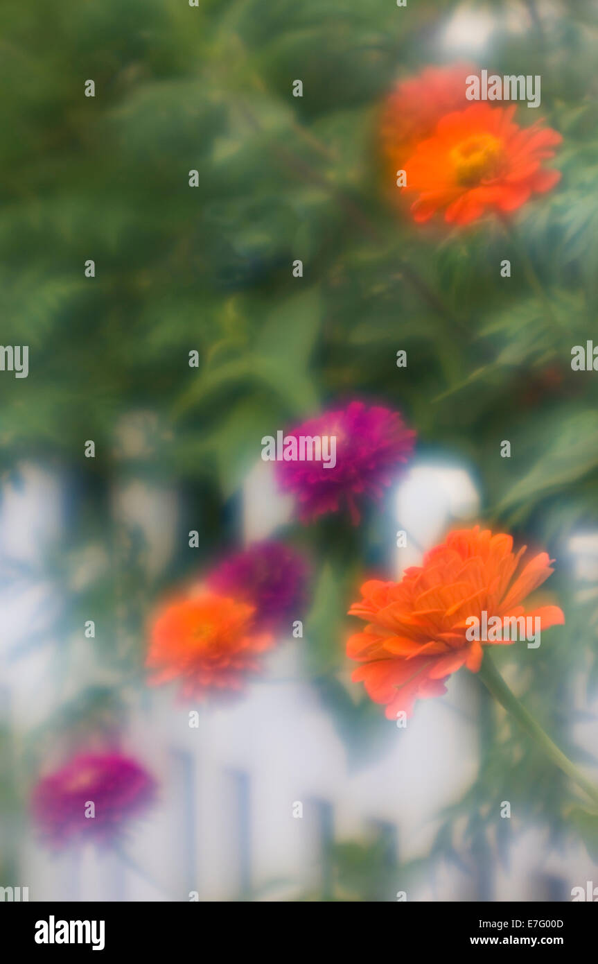 Soft Focus Image of Flowers and Picket Fence Stock Photo