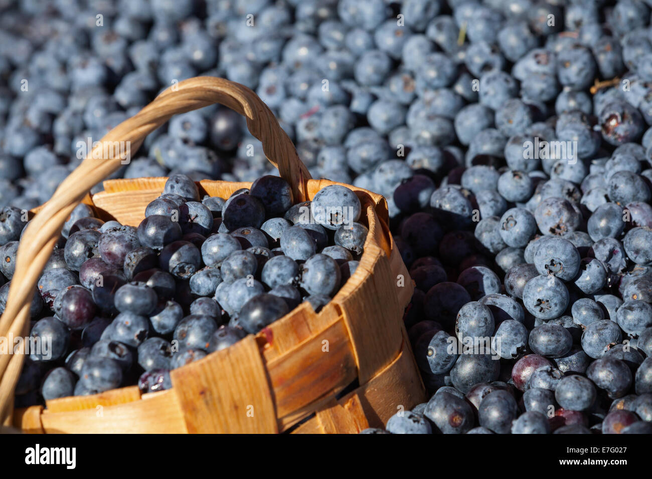 Lot of fresh blueberry with full bast basket, selective focus Stock Photo