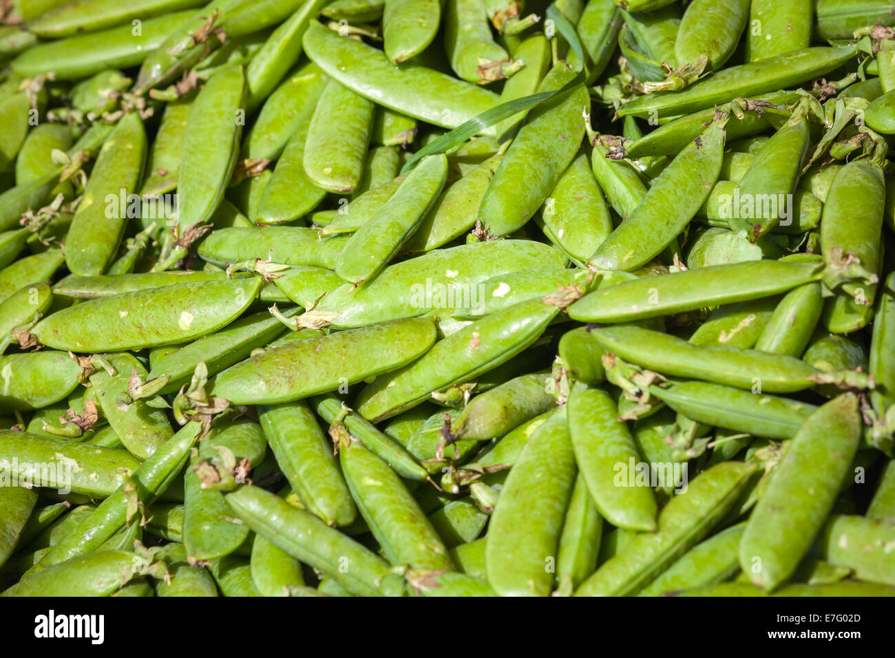 Green peas in a pod, background photo with selective focus Stock Photo