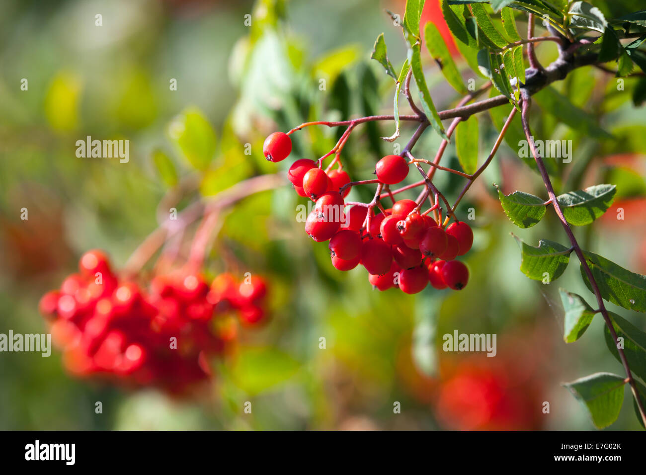 Red mountain ash on a branch, macro photo with selective focus Stock Photo