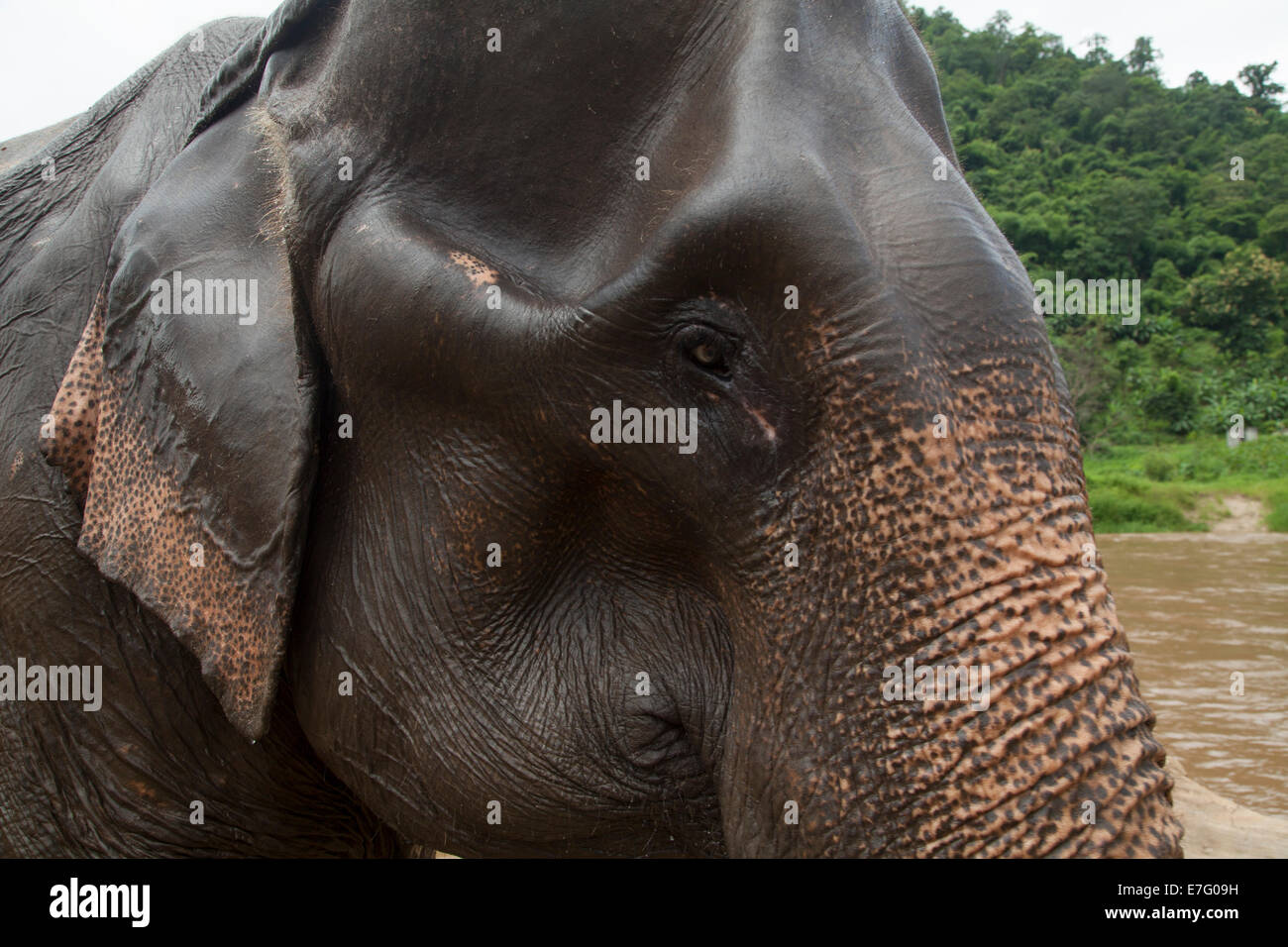 Asian elephant in its habitat in Thailand Stock Photo Alamy
