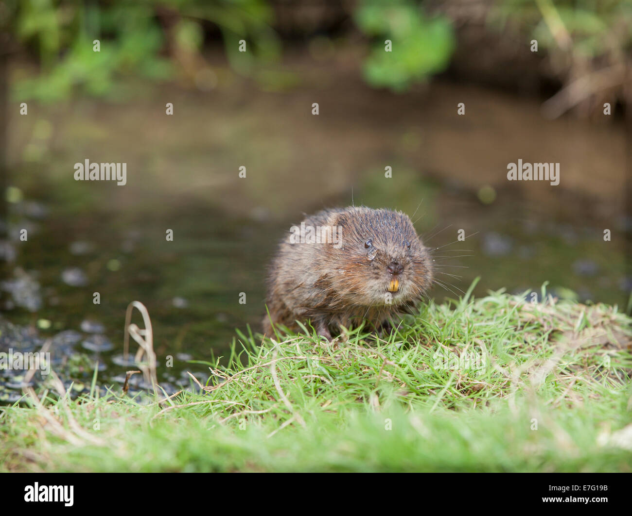 Water vole bank grass hires stock photography and images Alamy