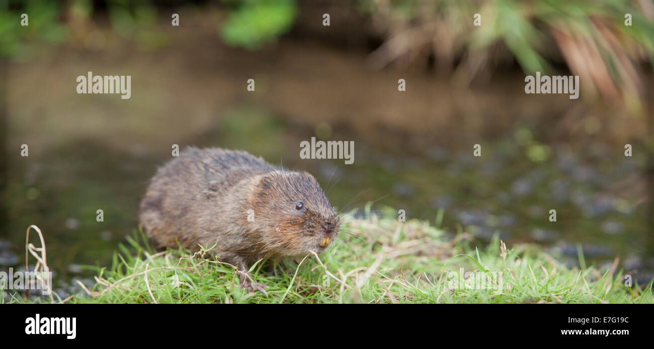 Water vole swimming hires stock photography and images Alamy