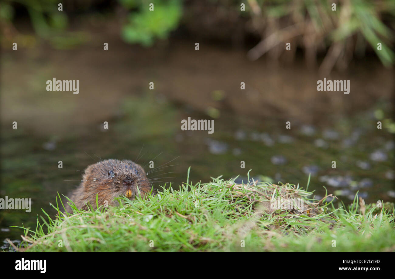 Head of a water vole popping up out behind a grass bank that he is