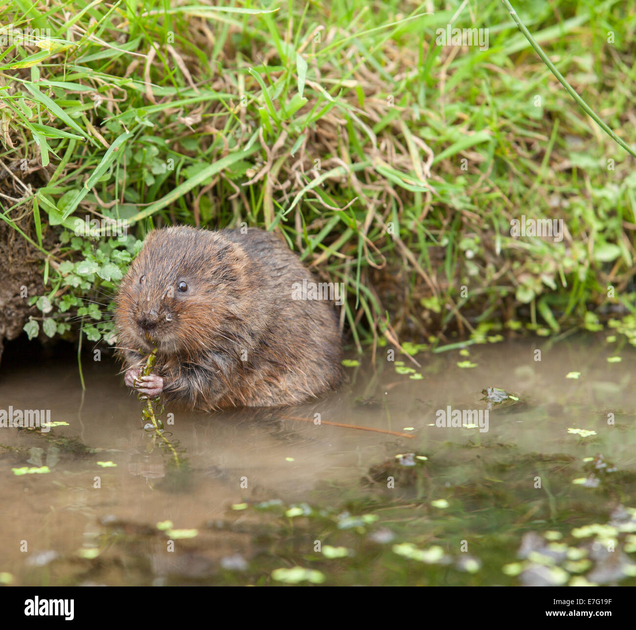 Water vole standing and eating pond weed between his paws in shallow
