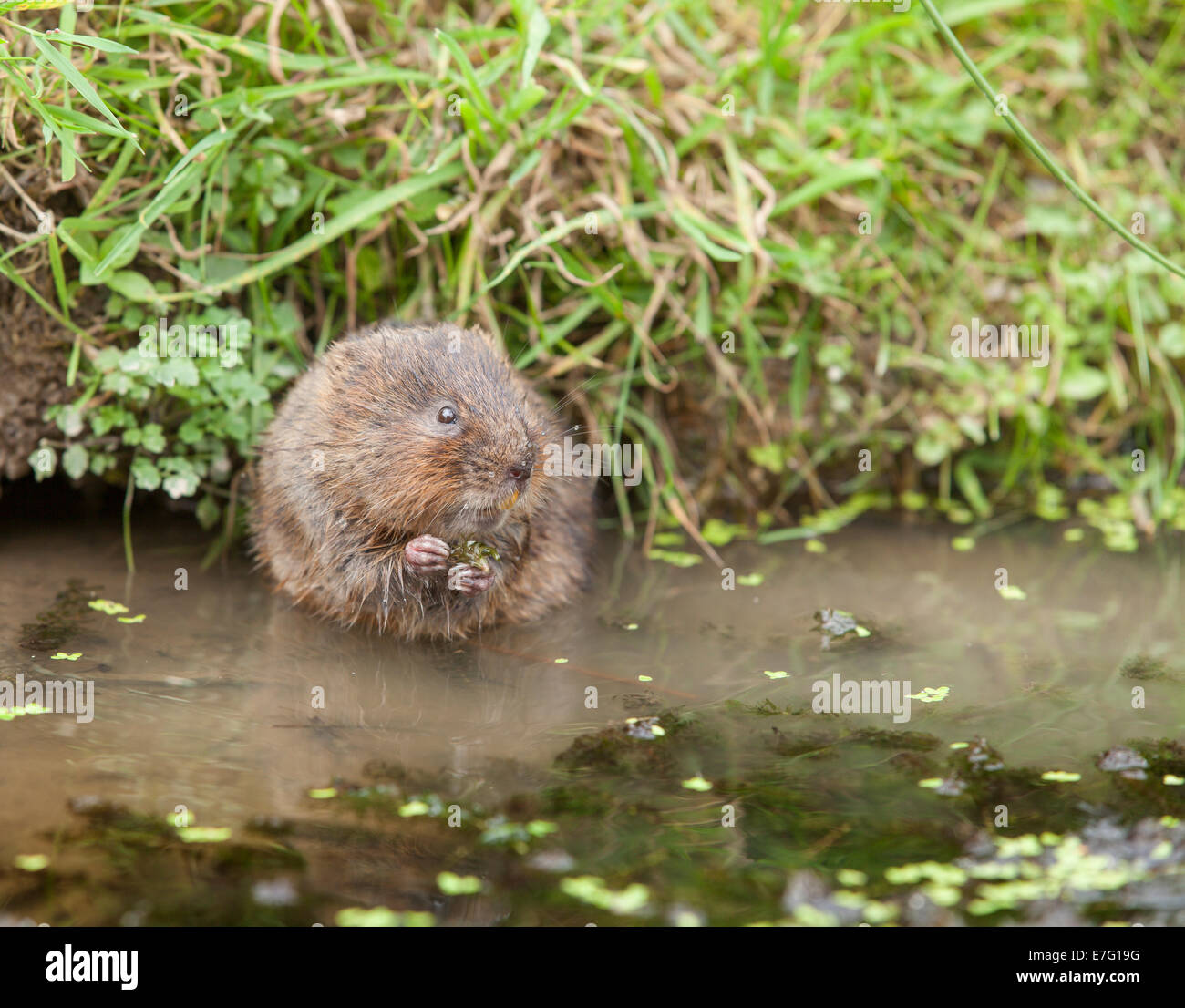 Water vole standing in shallow water of a pond eating weed between his