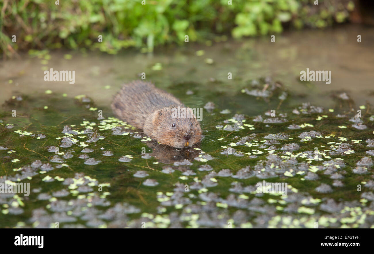 Water vole swimming hires stock photography and images Alamy