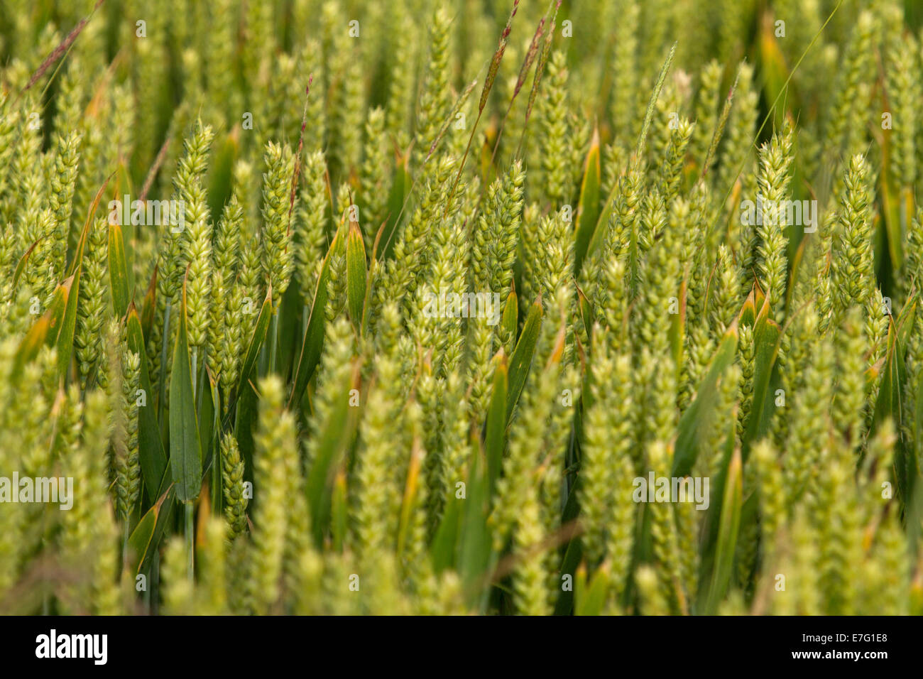close up of unripened green seed heads of crop of barley growing growing barly