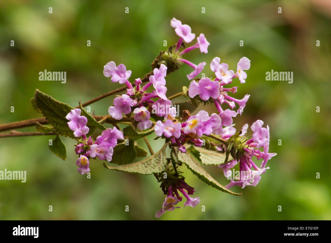 Lantana (Lantana fucata) flowers on natural background Stock Photo