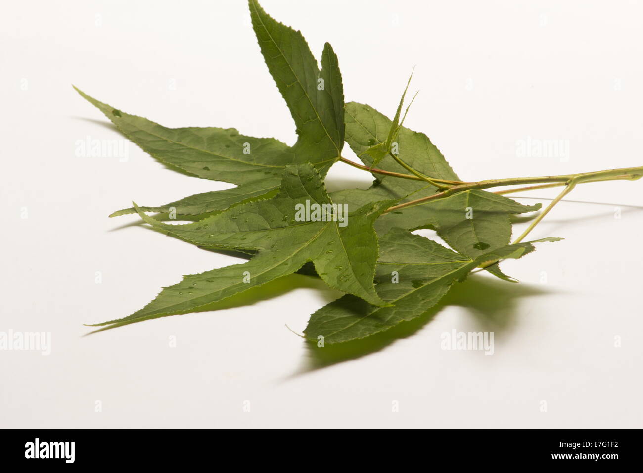 Maple tree green leaves on white background Stock Photo - Alamy