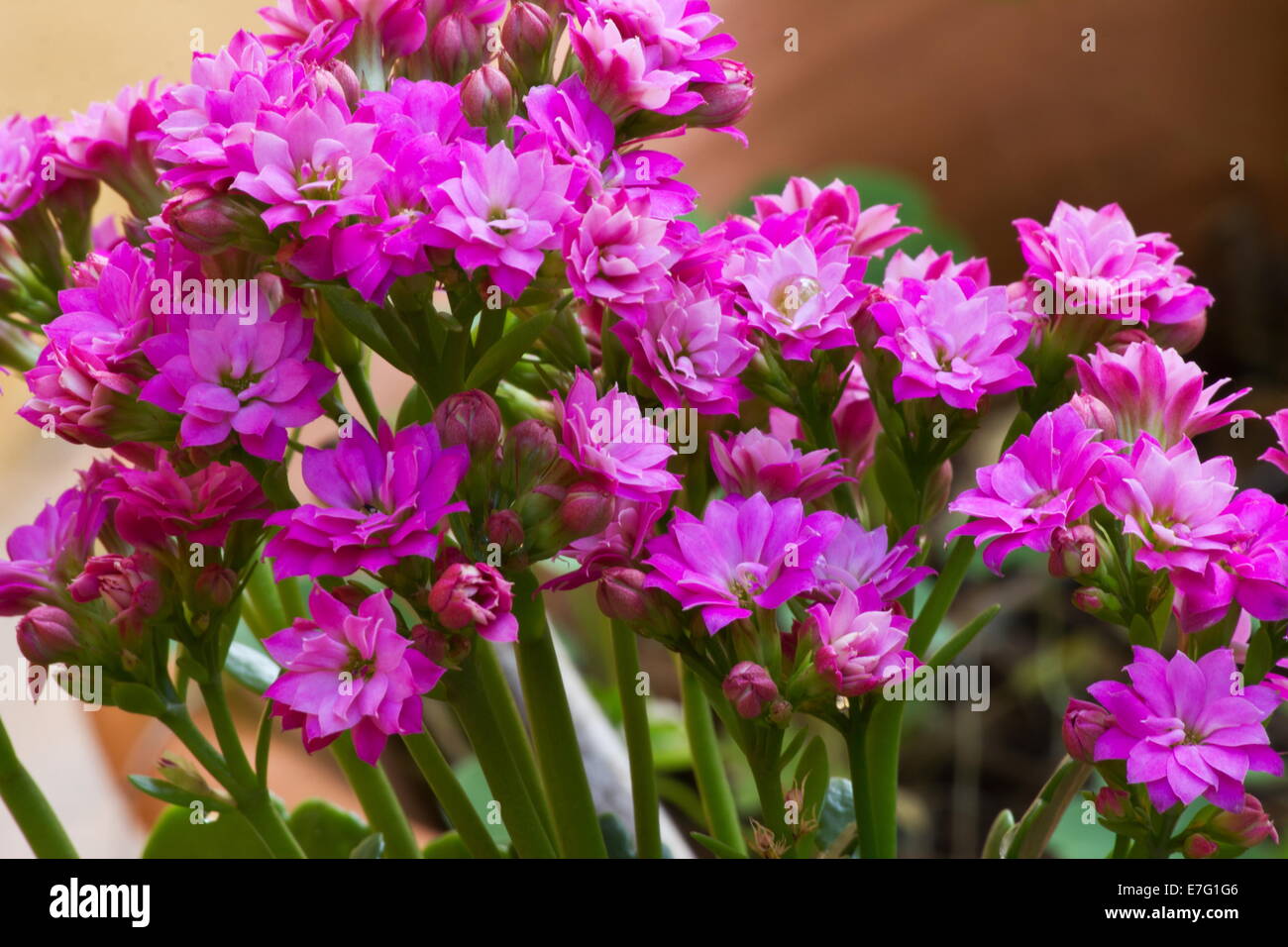 Kalanchoe blossfeldiana 'Calandiva Pink' flowers Stock Photo