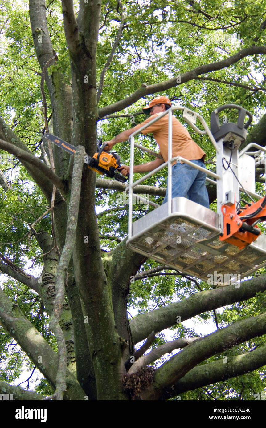 Man in Boom Lift Using Chainsaw to Cut Branches from Beech Tree in Louisville Kentucky Stock Photo