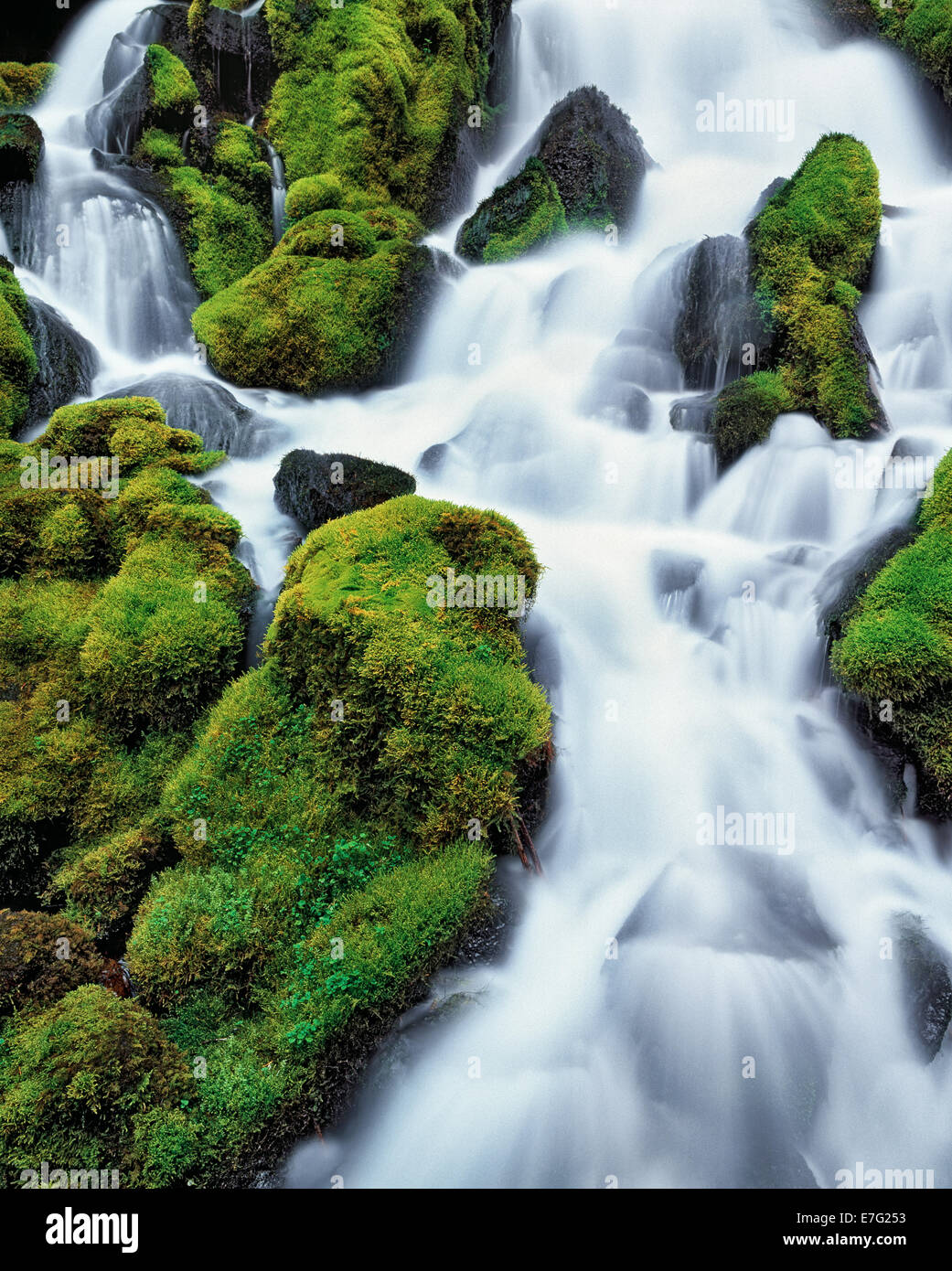 Clearwater Falls rushes over the moss covered rocks in Oregon's Umpqua National Forest and Douglas County. Stock Photo