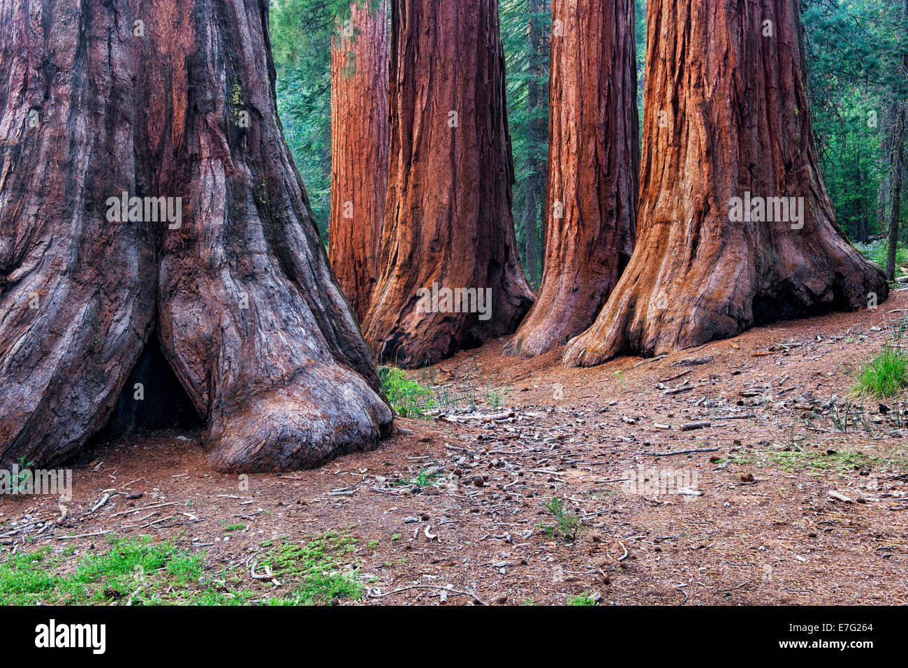 The Mariposa Grove of Giant Sequoia Trees in California’s Yosemite National Park include the Bachelor and Three Graces. Stock Photo