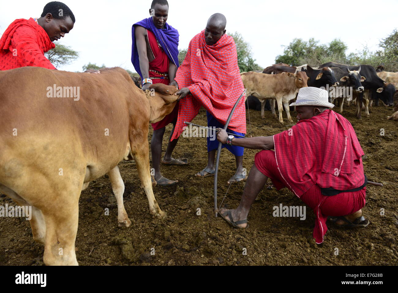 Maasai men taking blood from vein in neck of cow from hole made with arrow Southern Kenya East Africa. Stock Photo