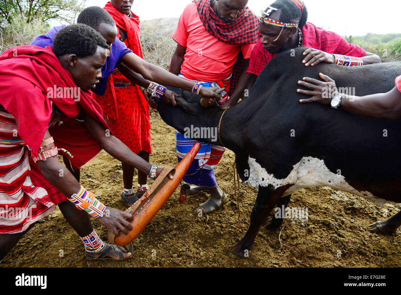 Maasai men taking blood from vein in neck of cow from hole made with arrow Southern Kenya East Africa. Stock Photo