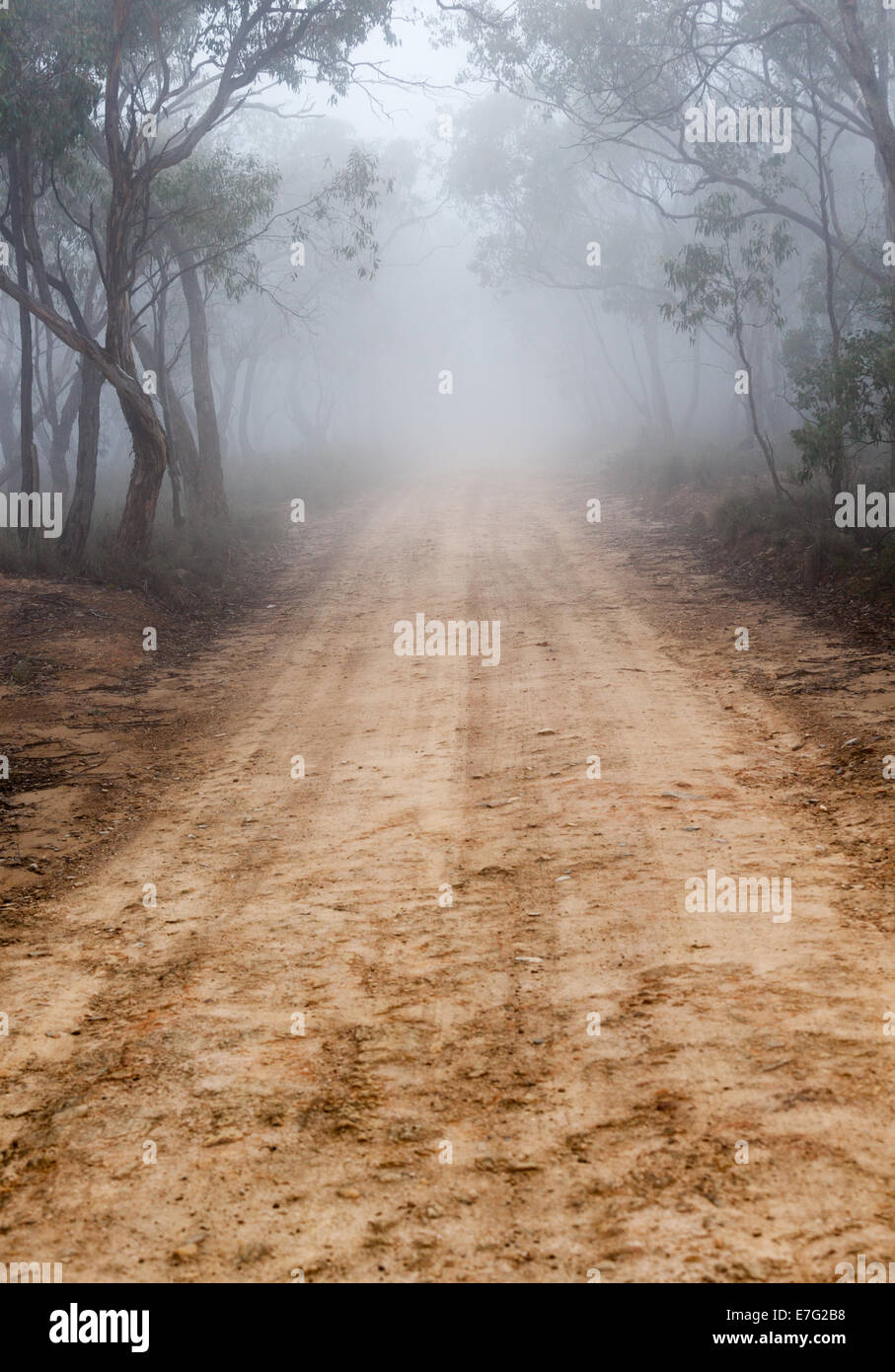 Australian bush track covered in mist Stock Photo