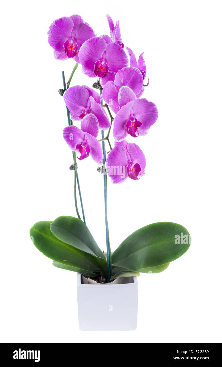 Moth orchid is a type of orchid flowers that are commonly found in florist shops and grocery stores. Stock Photo