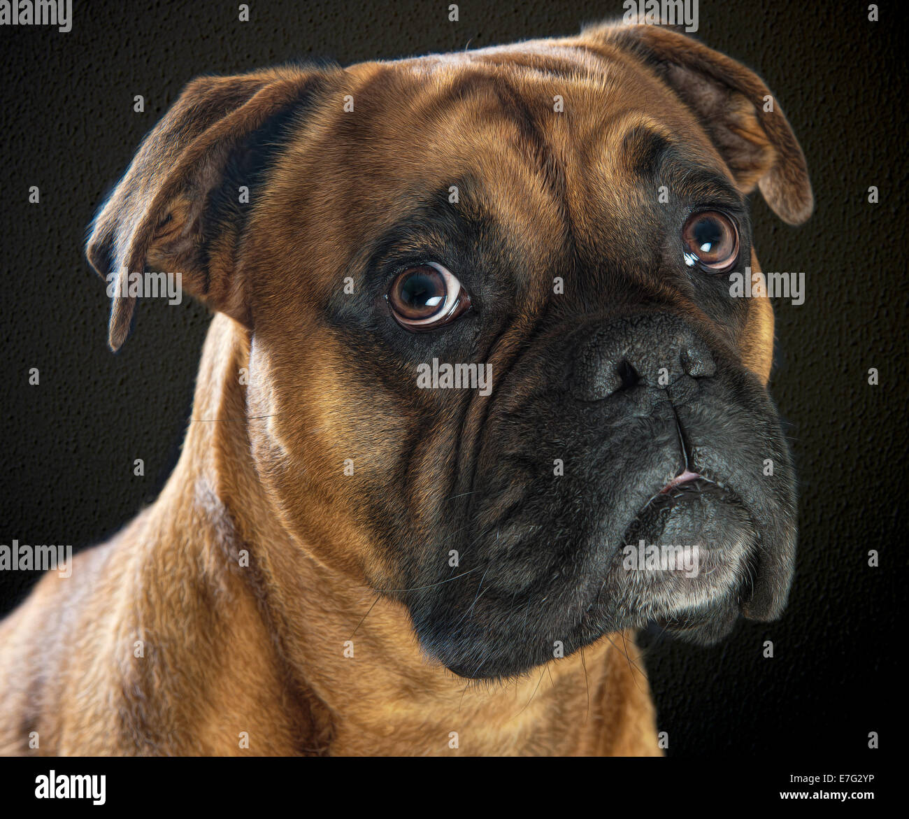 Beautiful portrait of a boxer dog on black background Stock Photo