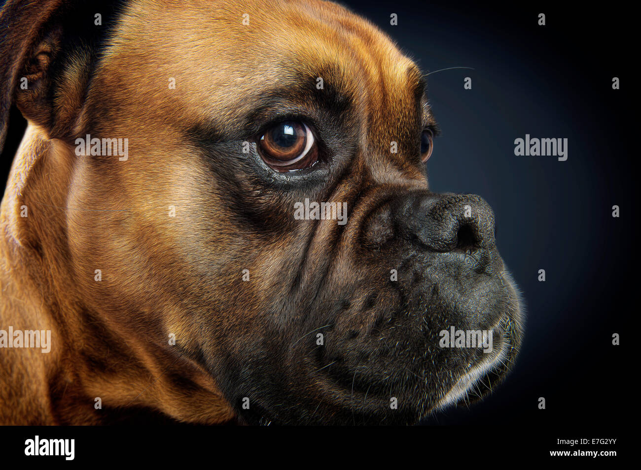 Beautiful portrait of a boxer dog on black background Stock Photo