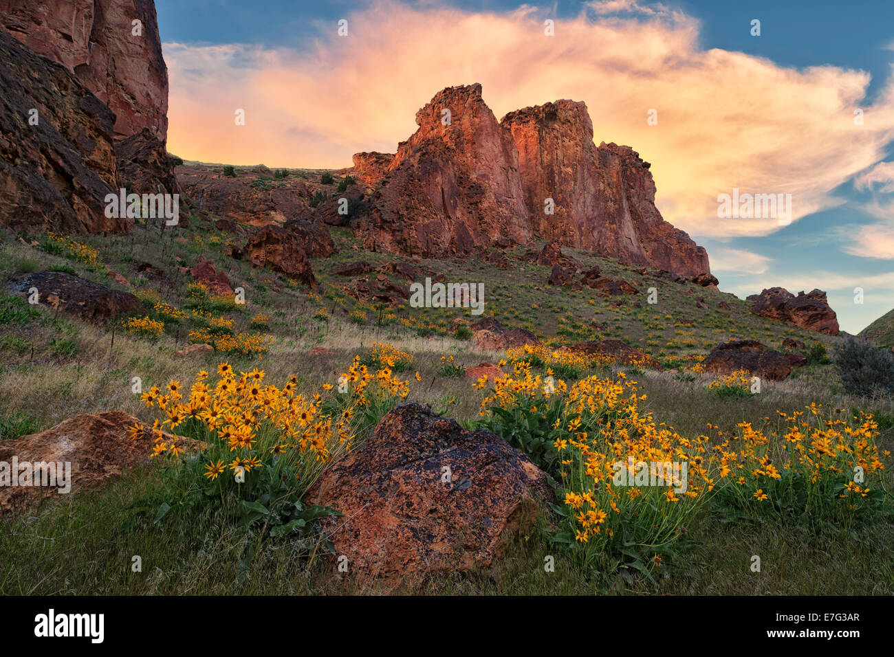 Spring bloom of balsamroot in SE Oregon's Leslie Gulch and remote Malheur County. Stock Photo