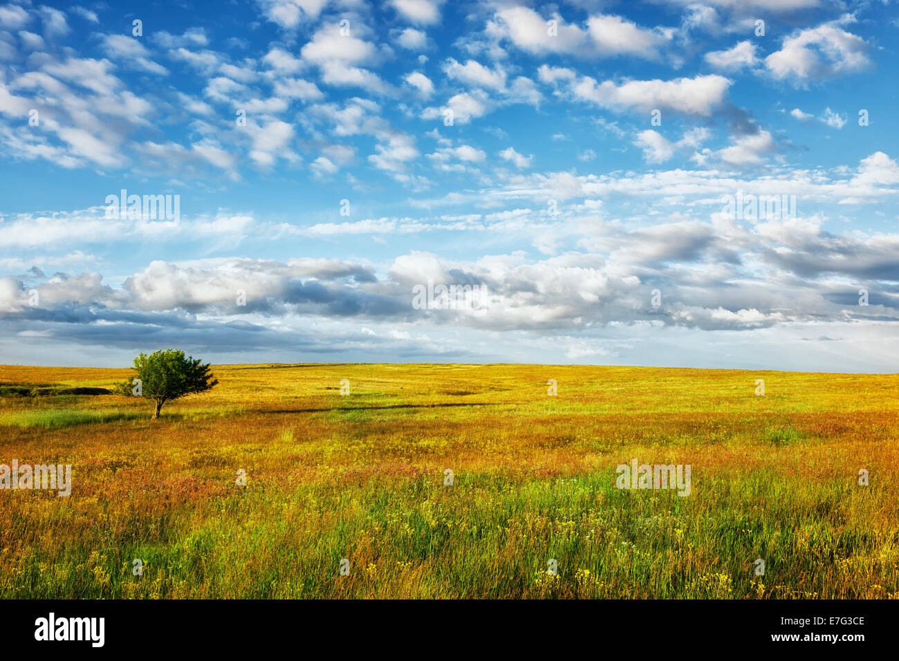 Lone tree stands among the spring bloom of wildflowers at NE Oregon’s Zumwalt Prairie Preserve in Wallowa County. Stock Photo