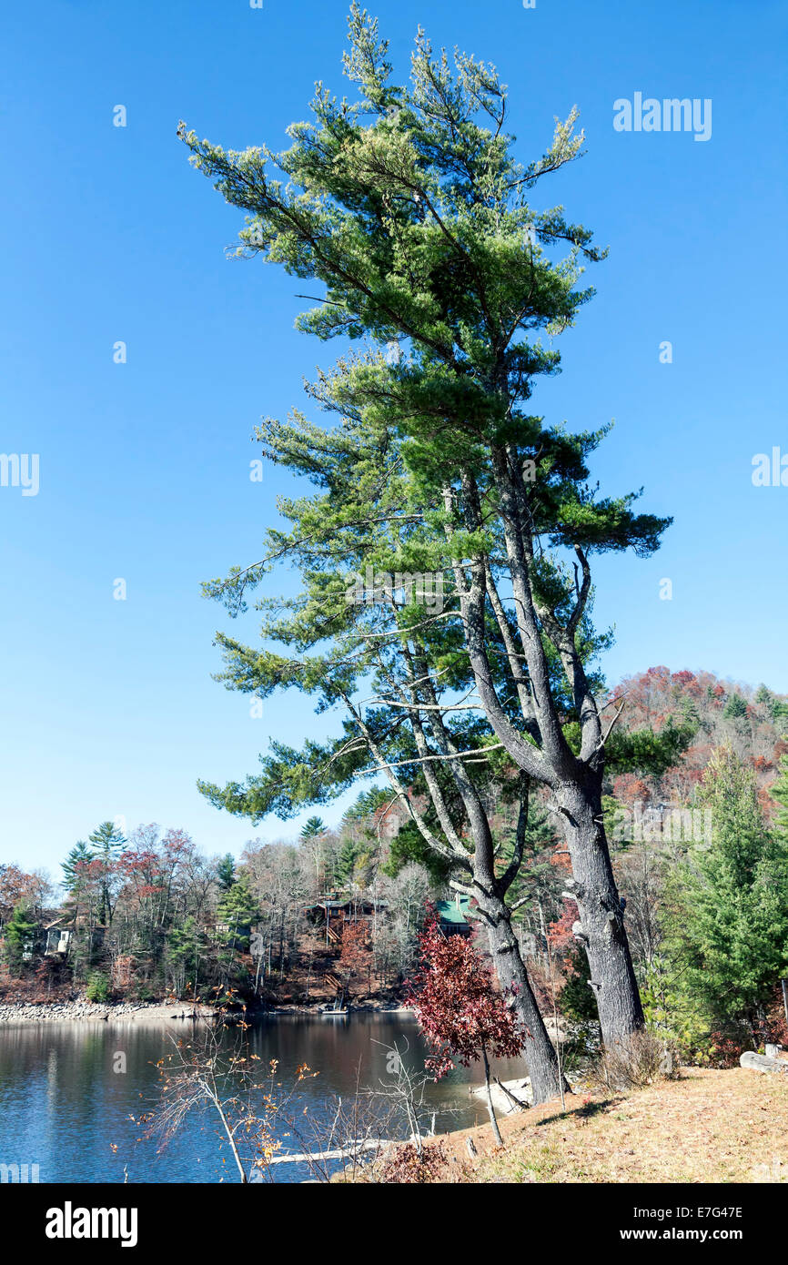 Conifer tree along the shore of Lake Glenville near Cashiers, North Carolina on an autumn afternoon. Stock Photo