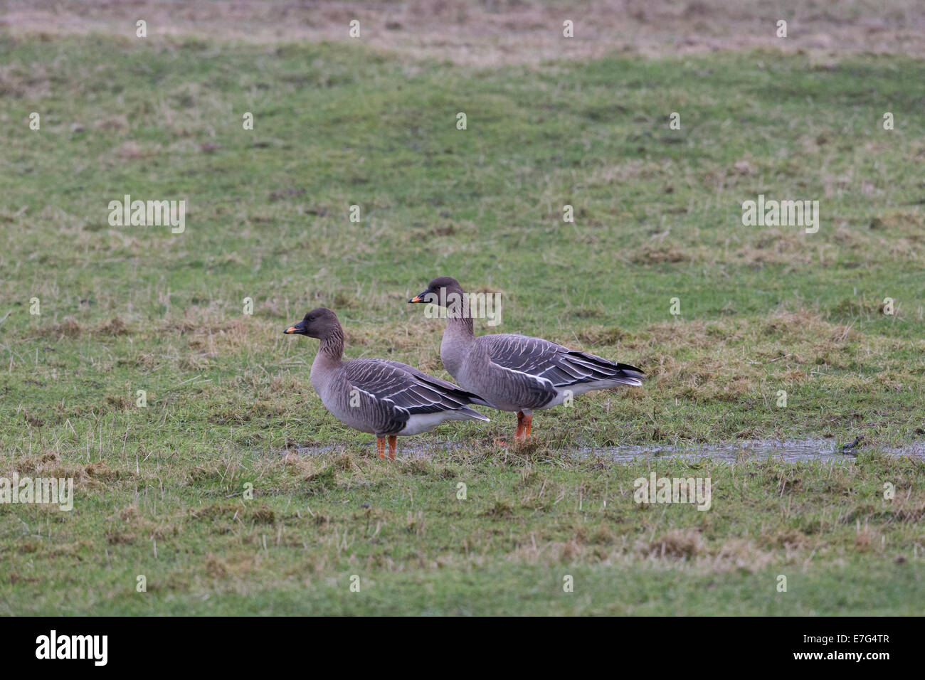 Tundra Bean Geese Anser fabalis rossicus Shetland, Scotland, UK Stock Photo Alamy