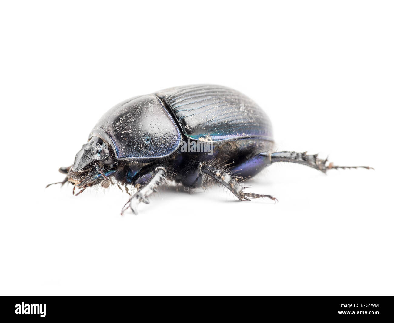 Black beetle shot on white background Stock Photo