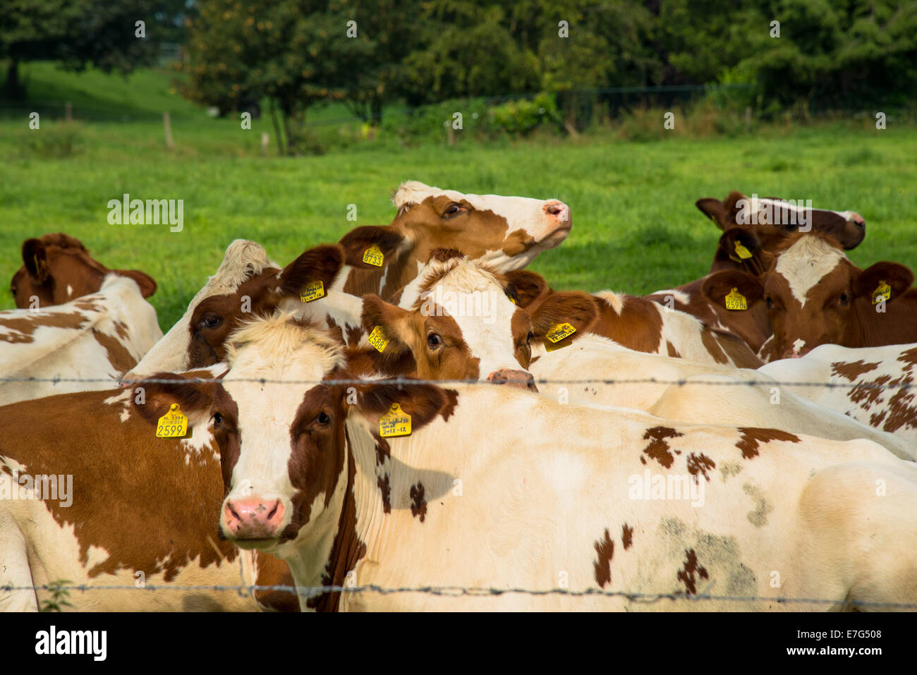 herd of frisian red brown and white cows lying in a meadow at a farm Stock Photo