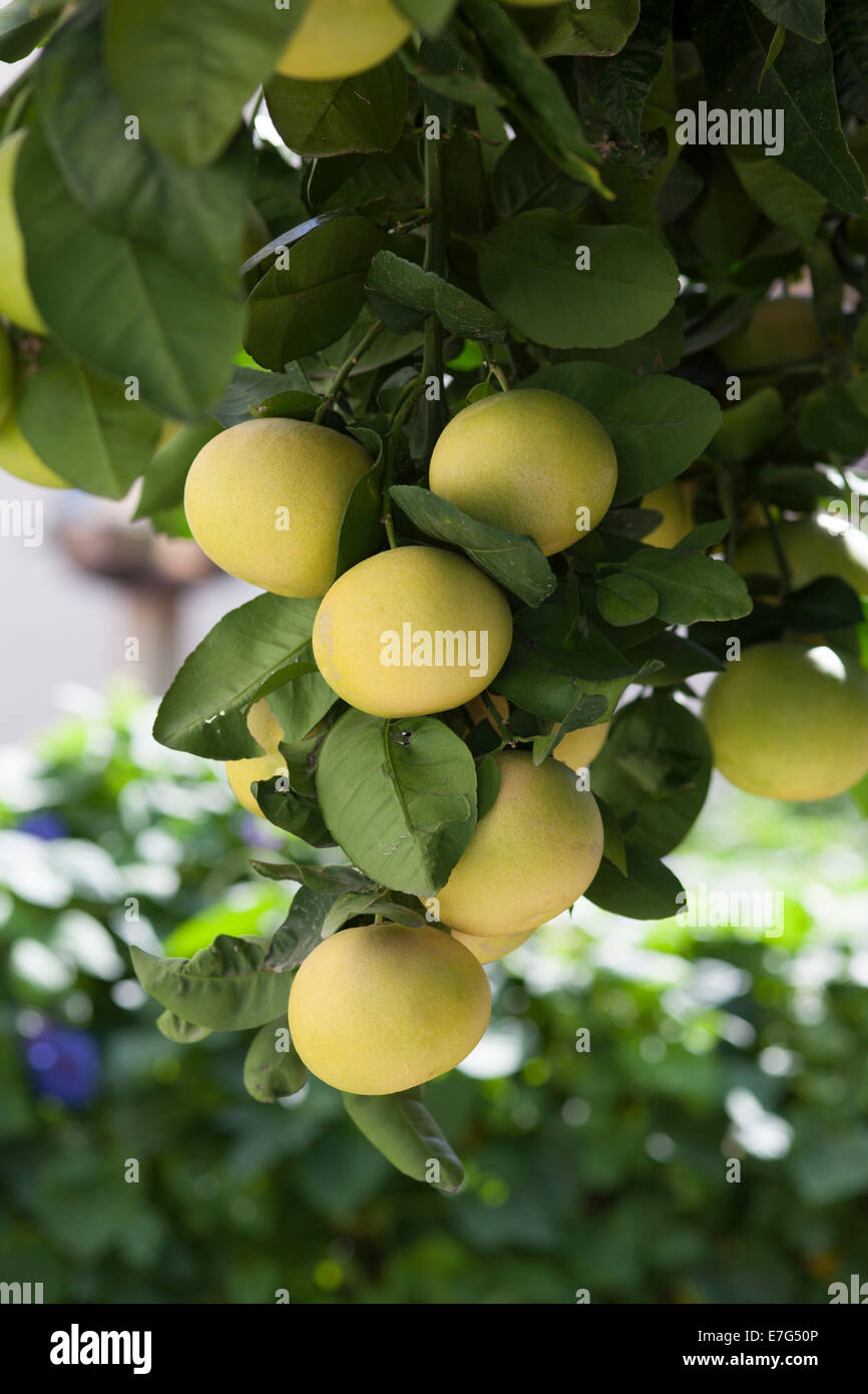Grapefruit tree hi-res stock photography and images - Alamy