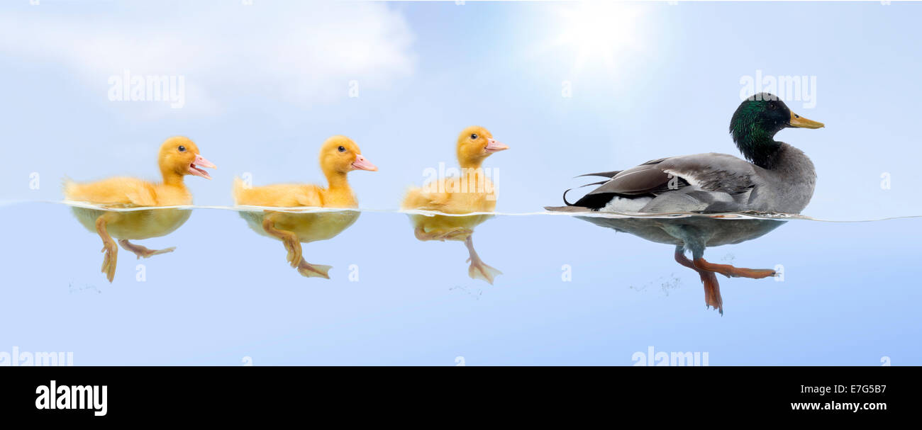 Duck family floating in water Stock Photo