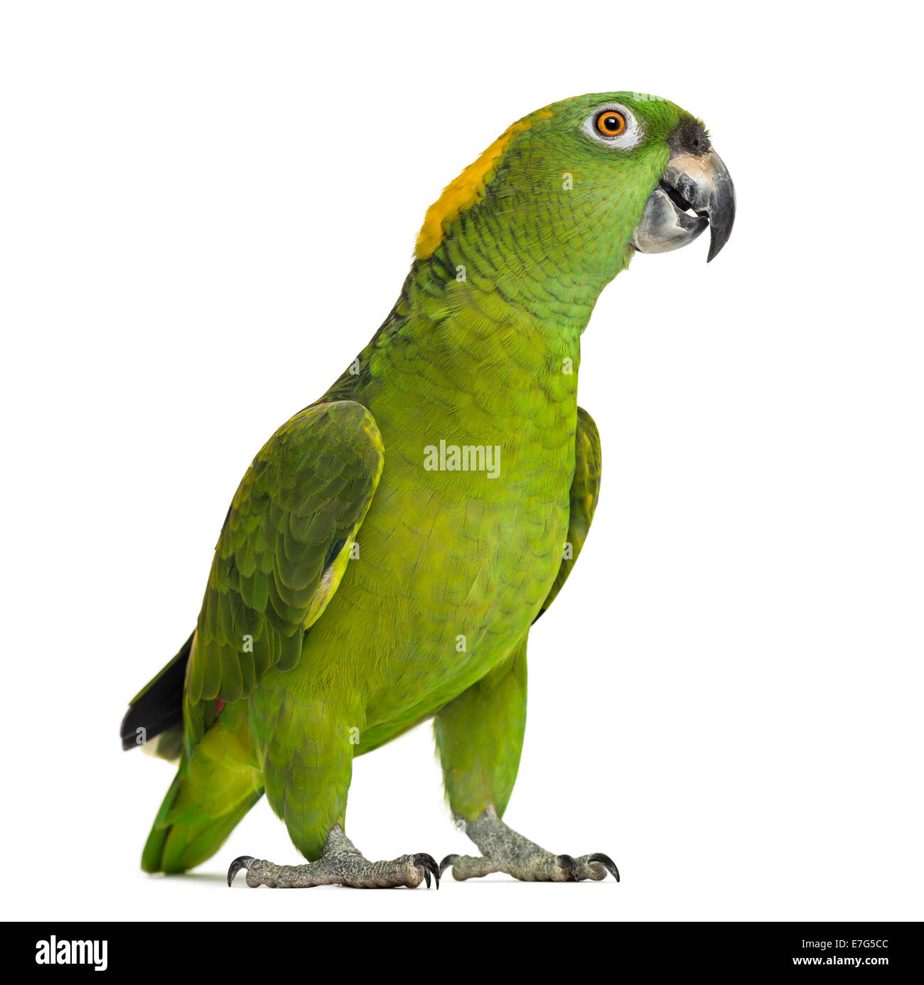 Yellow-naped parrot looking at the camera (6 years old), isolated on white Stock Photo