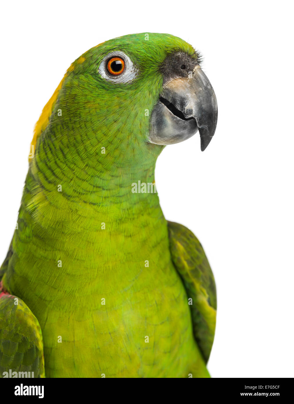 Headshot of a Yellow-naped parrot (6 years old), against white background Stock Photo