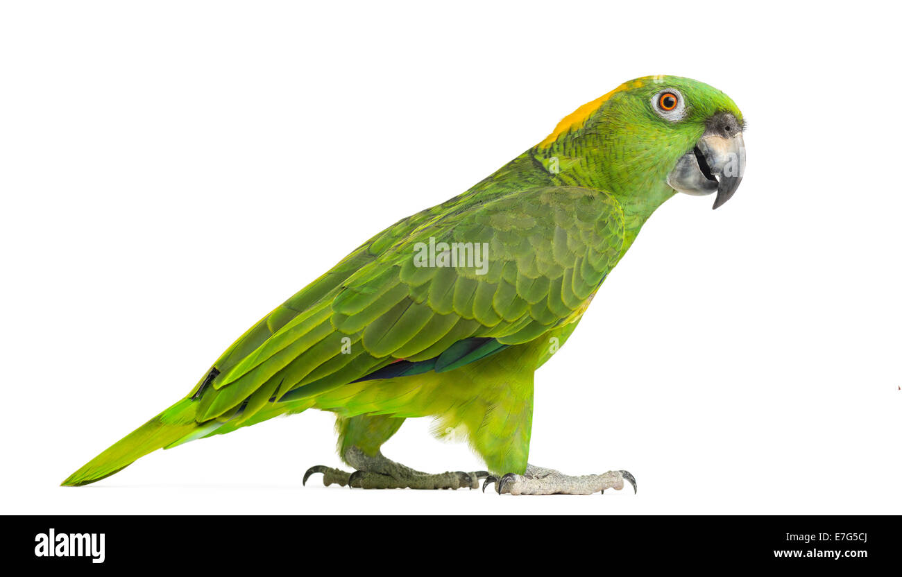Side view of a Yellow-naped parrot walking (6 years old), isolated on white Stock Photo