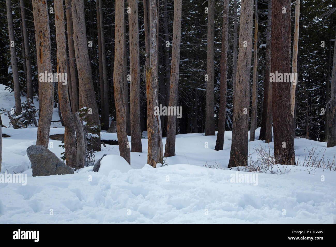 Forest and snow at summit of Carson Pass Highway (SR 88), 8,574 ft / 2,613 m, over Sierra Nevada, California, USA Stock Photo