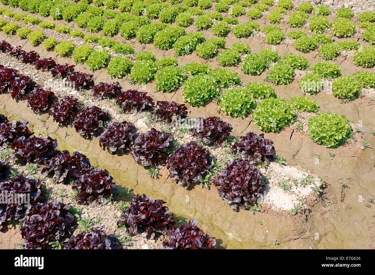Field with Lollo Rosso and Lollo Bionda lettuce (Lactuca sativa var crispa), Bouches-du-Rhone, Provence-Alpes-Cote d'Azur Stock Photo
