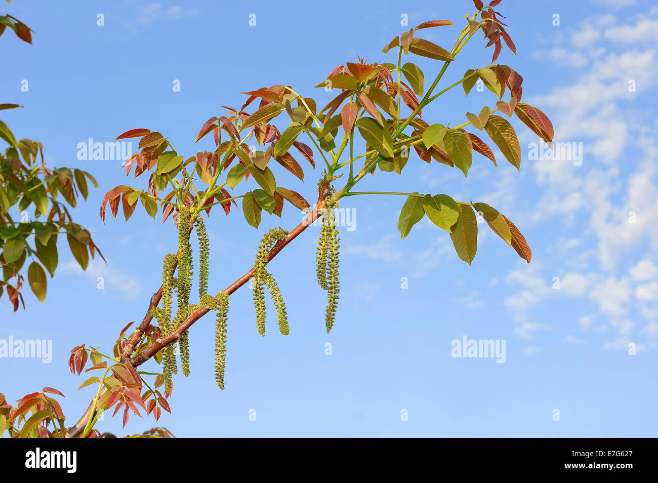 Walnut or Common Walnut, Walnut tree (Juglans regia), branch with male flowers, catkins, Southern France, Provence, France Stock Photo