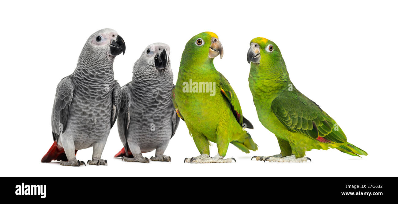 Group of parrots, African Grey, Panama Amazon and Yellow-crowned Amazon parrots against white background Stock Photo