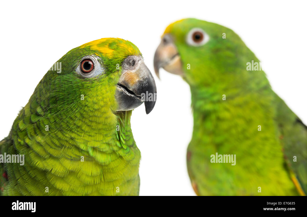 Close-up of a Panama Amazon and Yellow-crowned Amazon parrots against white background Stock Photo