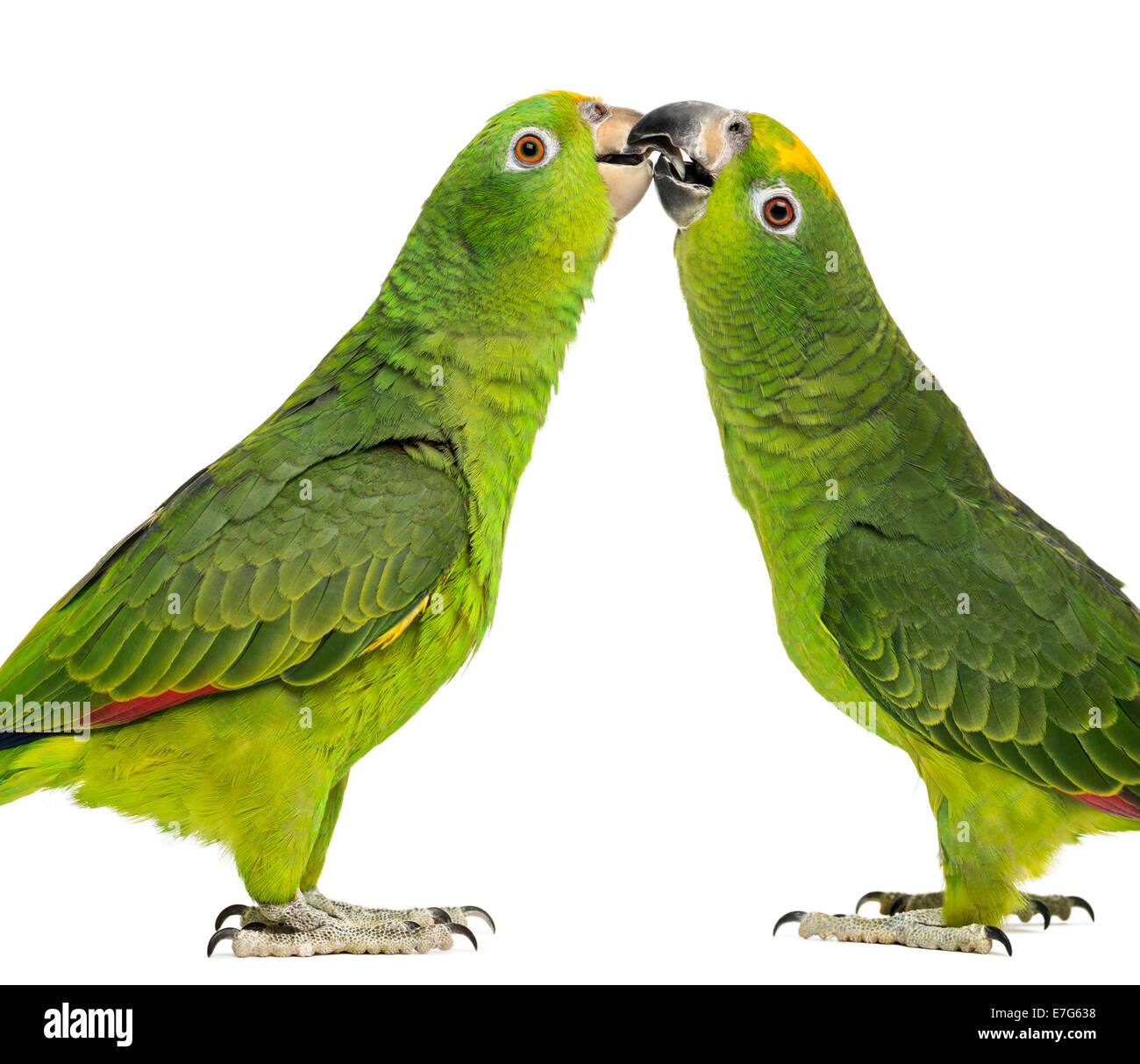 Panama Amazon and Yellow-crowned Amazon parrots pecking, isolated on white Stock Photo